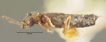 Media type: image; Entomology 6566   Aspect: habitus lateral view